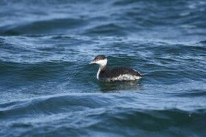 Horned grebe (Podiceps auritus)