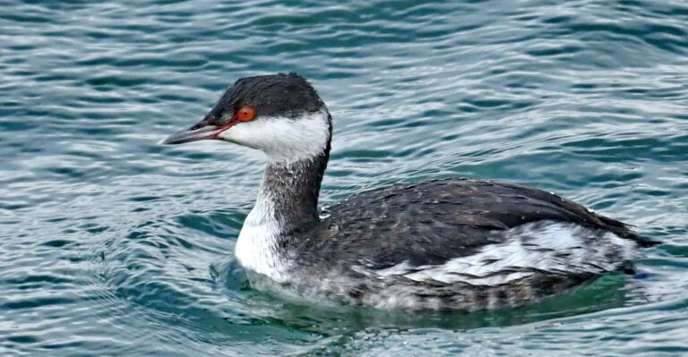 Grèbe esclavon (Podiceps auritus)