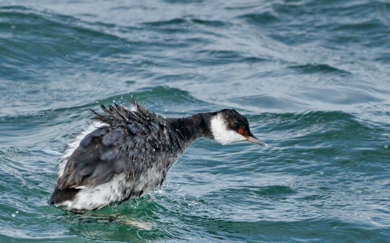 Grèbe esclavon (Podiceps auritus)