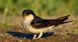 Delichon urbicum