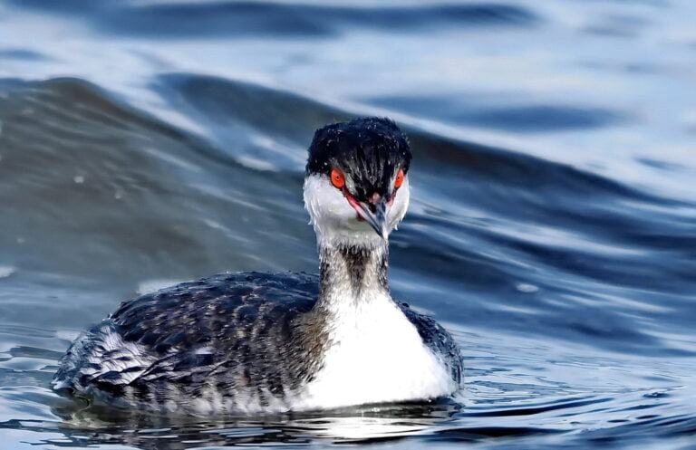 Grèbe esclavon (Podiceps auritus)