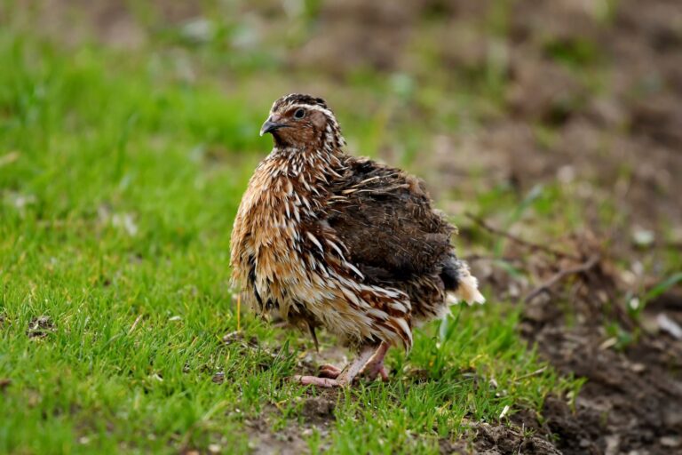 Caille des blés ( Coturnix coturnix )