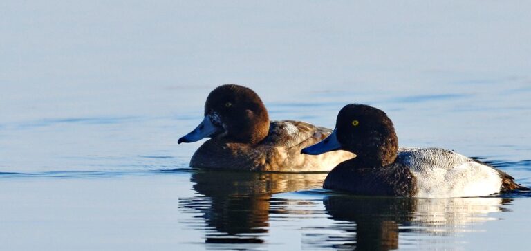 Greater scaup (Aythya marila)