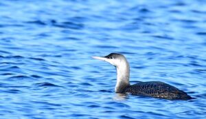 Gavia stellata