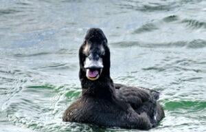 Velvet scoter (Melanitta fusca)
