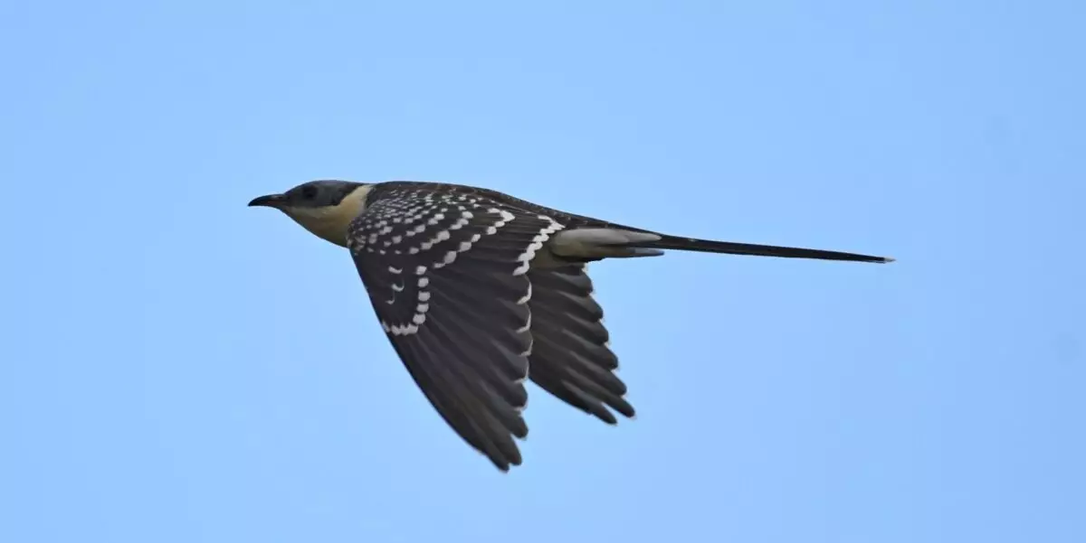 Featured Image