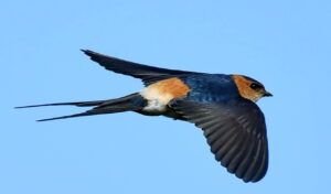 red rumped swallow