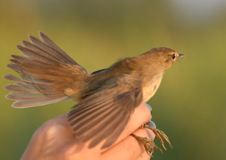 Rousserolle verderolle (Acrocephalus palustris)