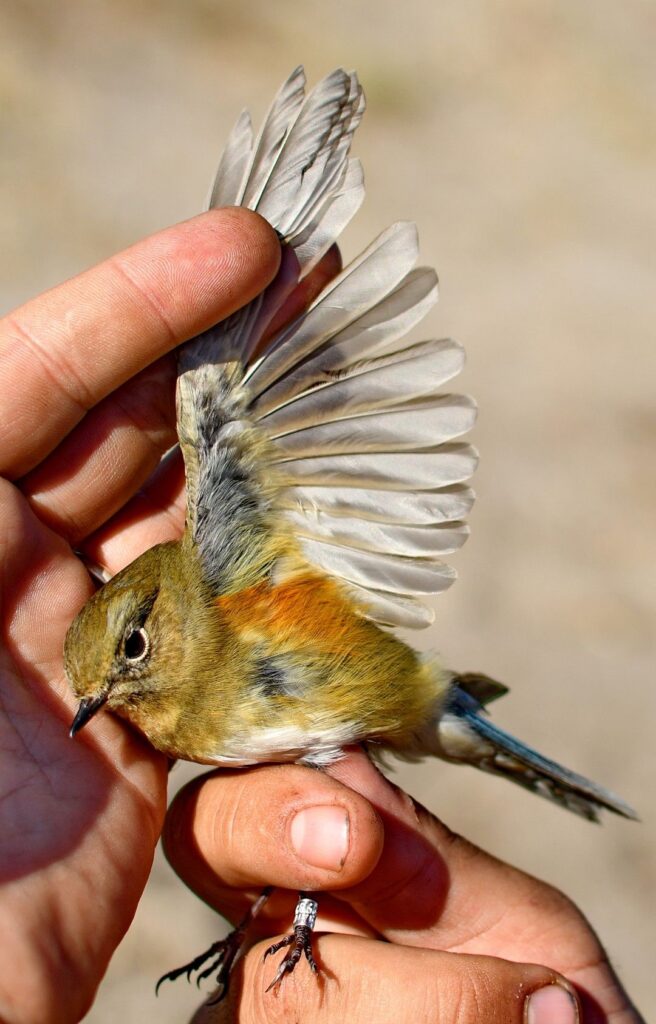 Red-flanked bluetail (Tarsiger cyanurus)
