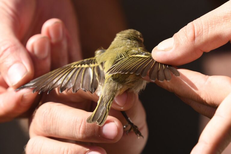 Red-flanked bluetail (Tarsiger cyanurus)