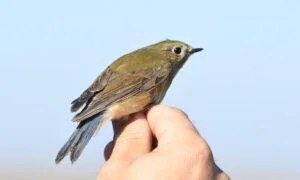 tarsinger cyanistes