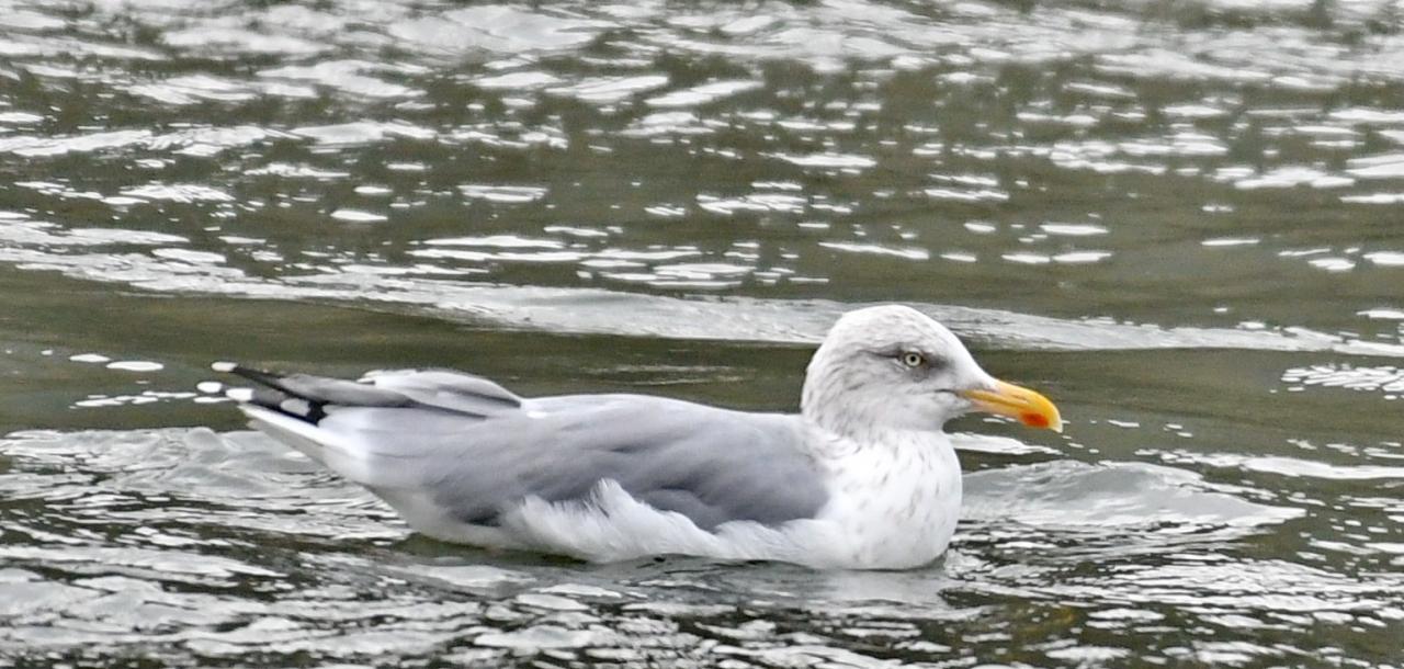 Larus argentatus