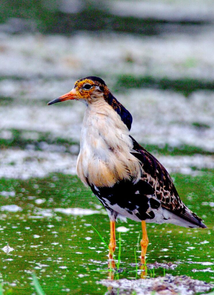 Ruff (Philomachus pugnax)