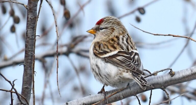 Redpoll (Carduelis flammea)