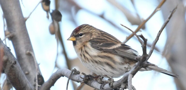 Redpoll (Carduelis flammea)