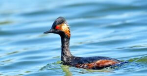Podiceps nigricollis