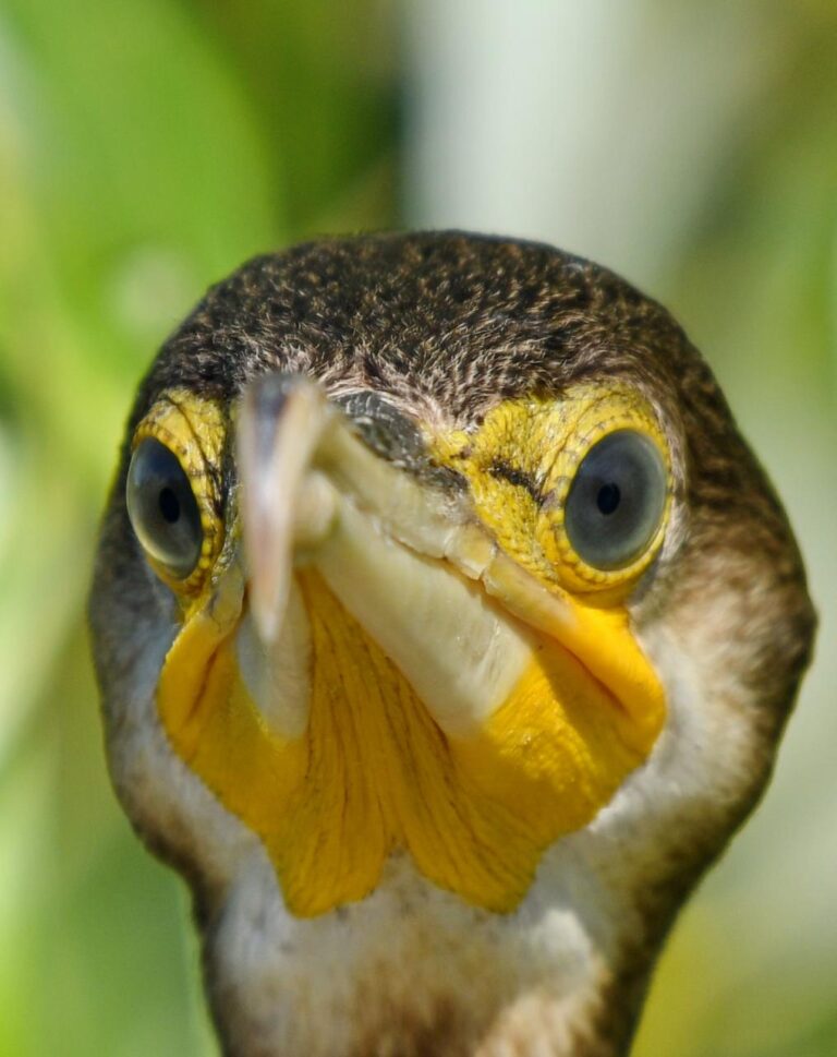Great cormorant (Phalacrocorax carbo)