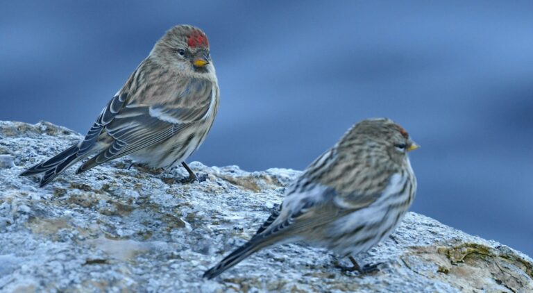 Redpoll (Carduelis flammea)