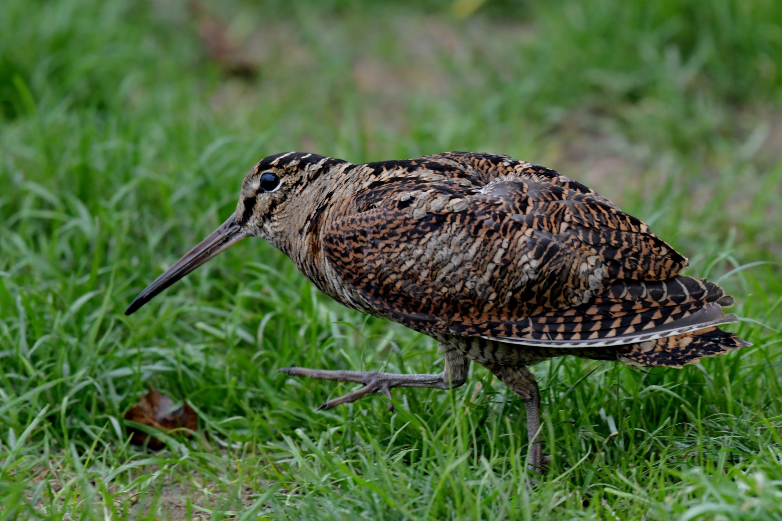 Eurasian woodcock (Scolopax rusticola) - Wild travel in Danube Delta