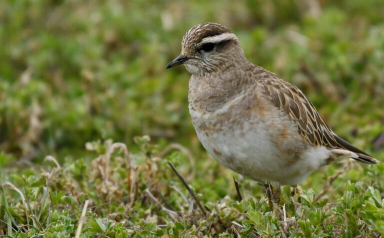 Eurasian dotterel (Eudromias morinellus)