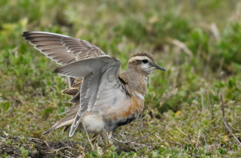 Eurasian dotterel (Eudromias morinellus)
