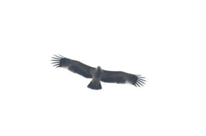 aquila heliaca