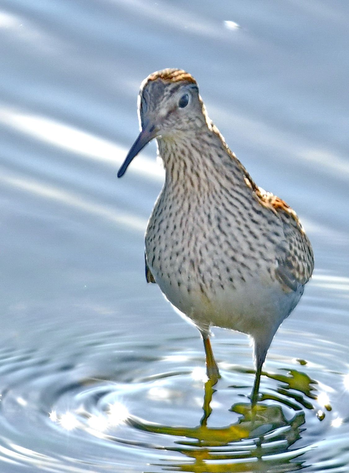 Graubruststrandläufer (Calidris melanotos)