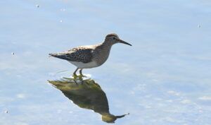 calidris melanotos