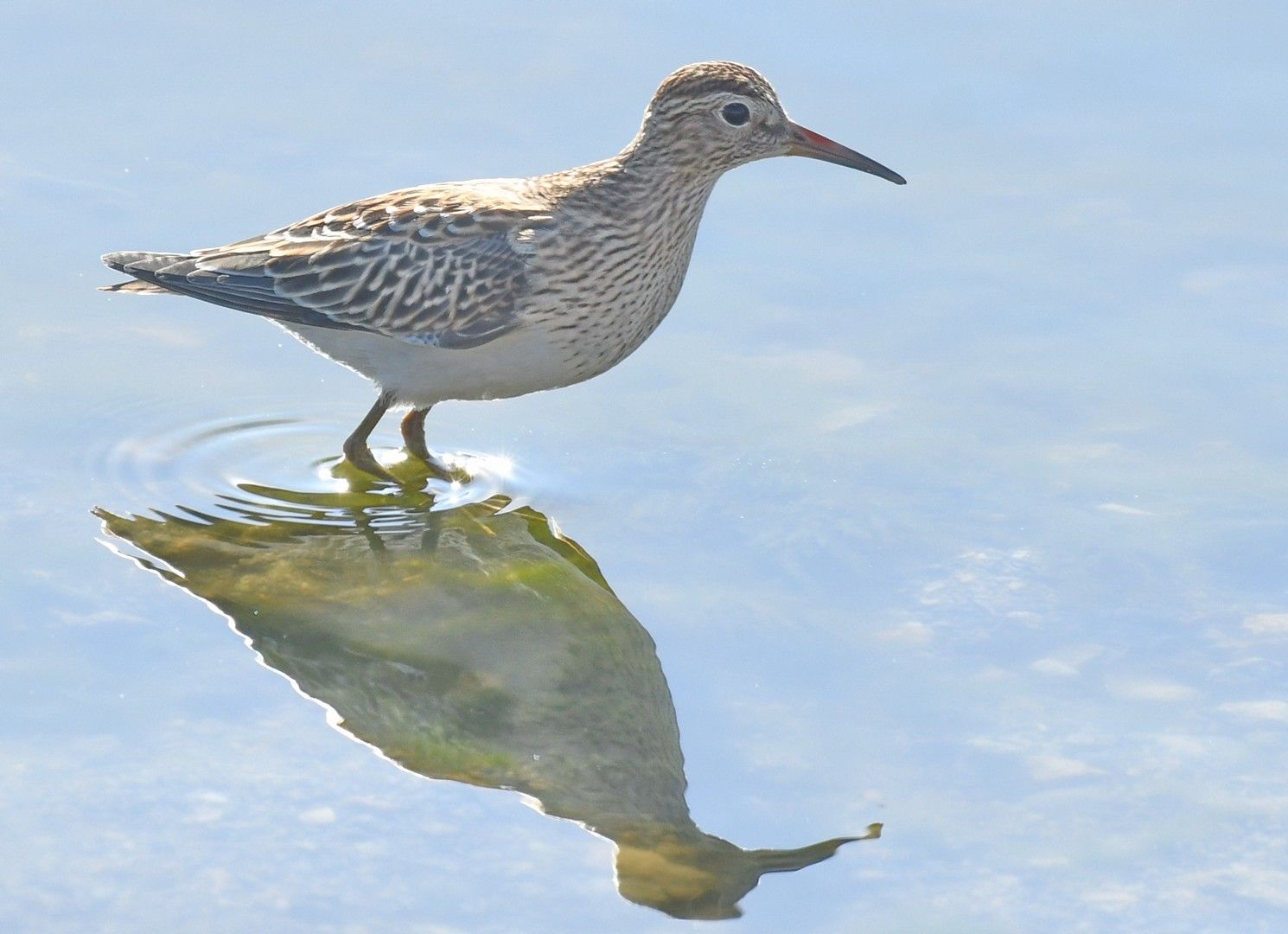 Graubruststrandläufer (Calidris melanotos)