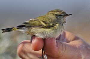 Hume's leaf warbler (Phylloscopus humei)