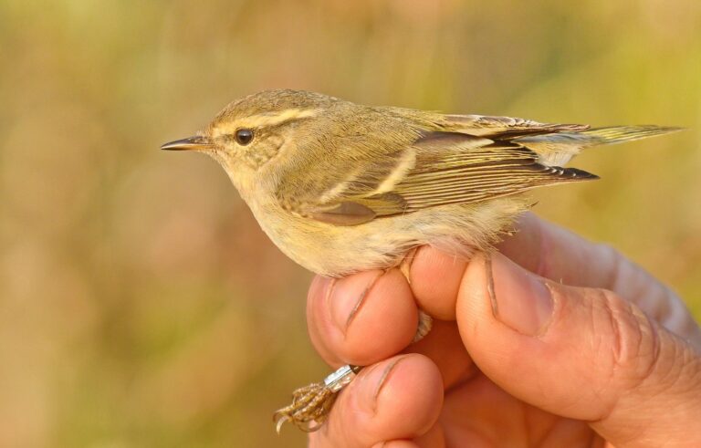 Yellow-browed warbler (Phylloscopus inornatus)