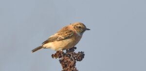 saxicola maurus