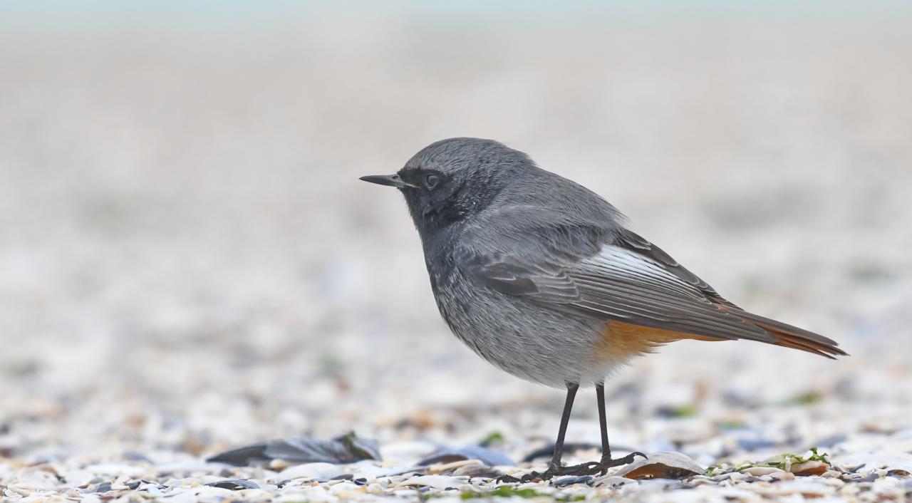 phoenicurus ochrorus