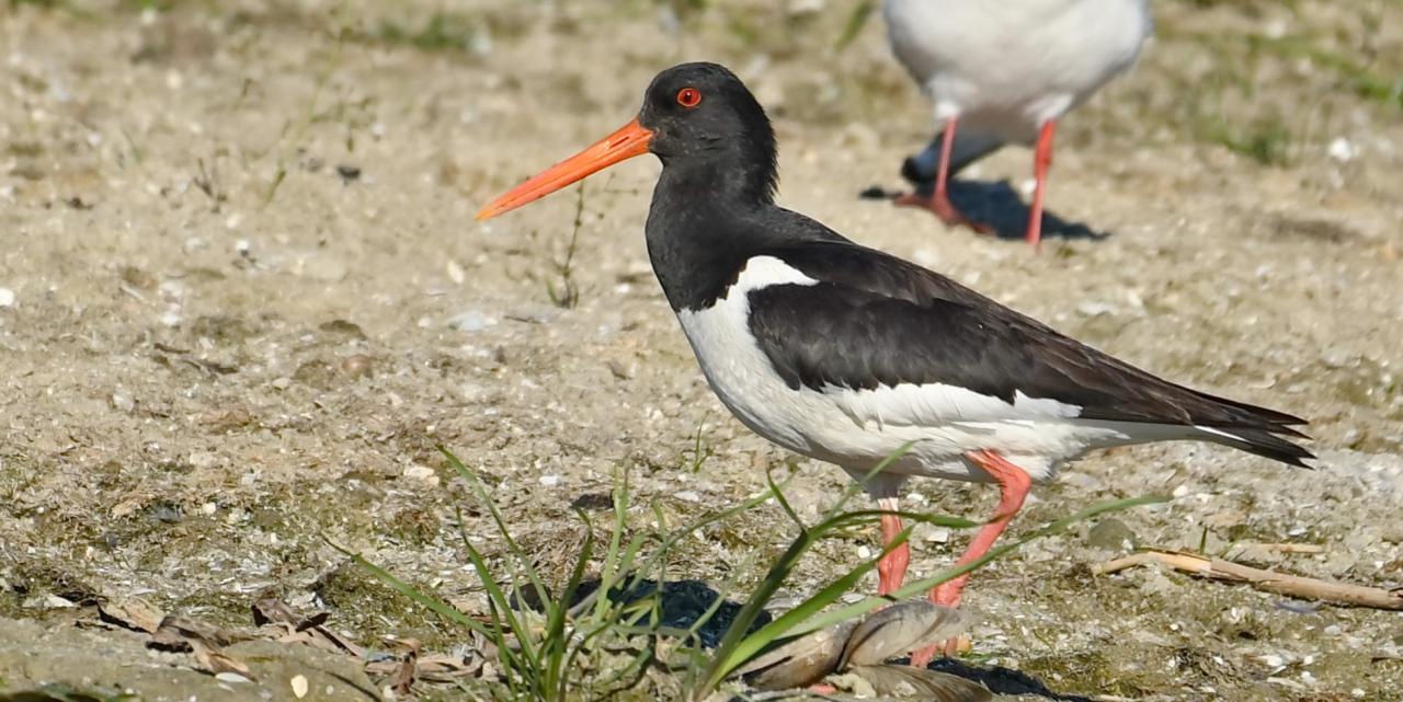 Haematopus ostralegus