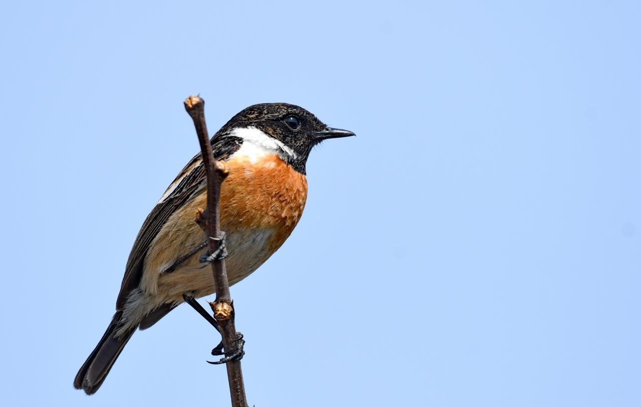 Saxicola rubicola