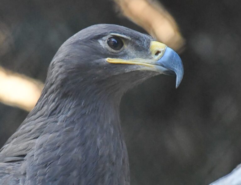 Steppe eagle - (Aquila nipalensis)