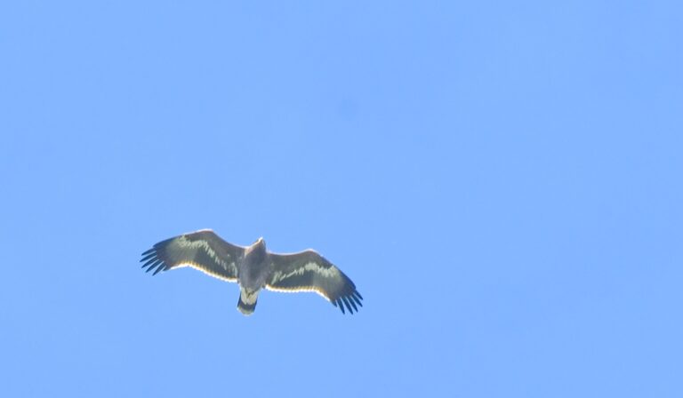 Steppe eagle - (Aquila nipalensis)