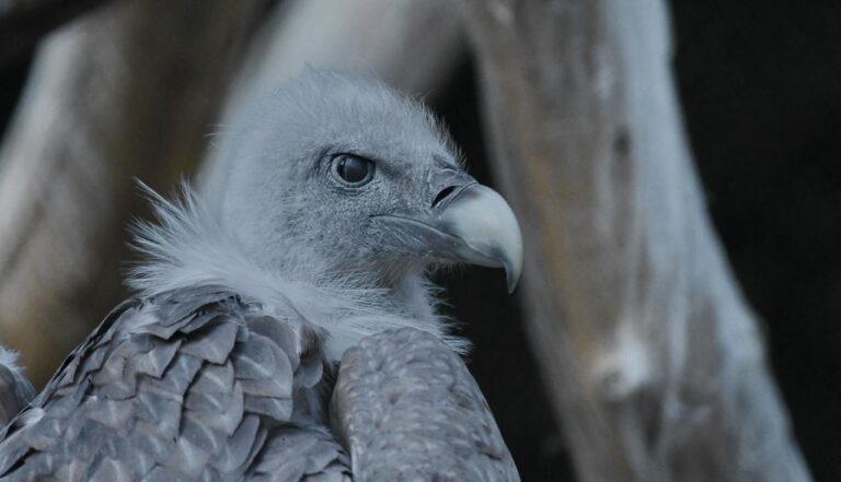 Griffon vulture (Gyps fulv)