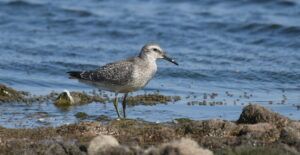 calidris minuta