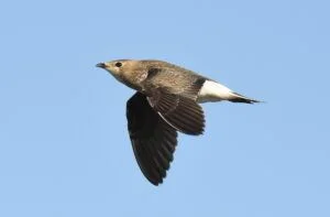 glareola nordmanii
