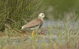 vanellus chettusia