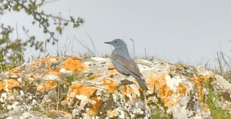 Blue rock thrush (Monticola solitarius)