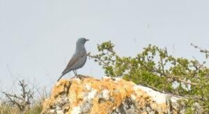 Blue rock thrush (Monticola solitarius)
