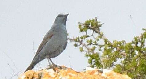 Blue rock thrush (Monticola solitarius)