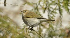 pitulice siberiana