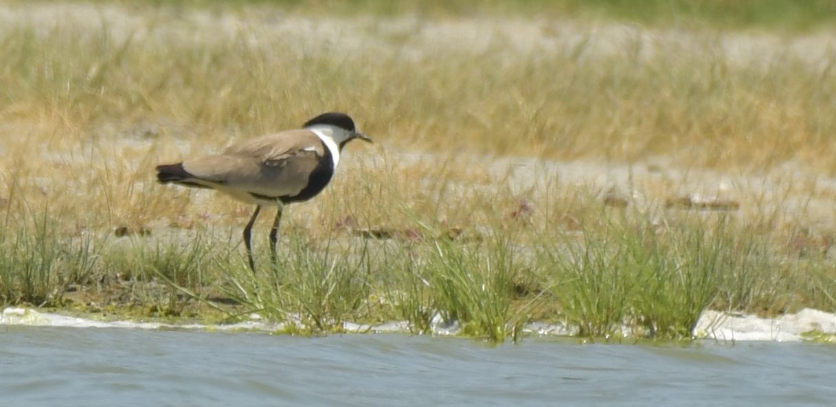 Spornkiebitz - Vanellus spinosus