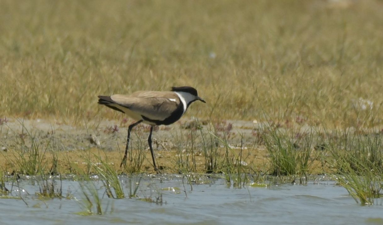 Spornkiebitz - Vanellus spinosus
