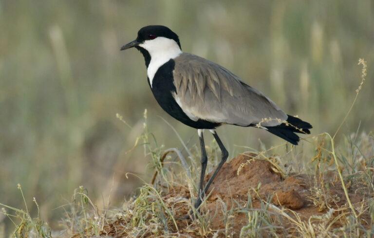Spur-winged lapwing - (Vanellus spinosus)