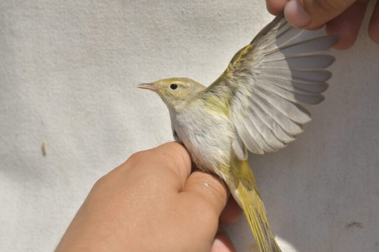 Pouillot de Bonelli (Phylloscopus bonelli)