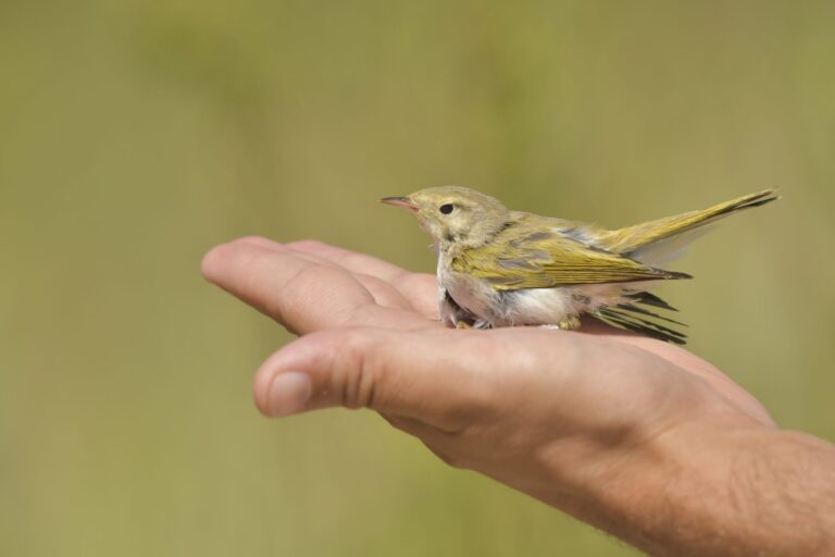 Pouillot de Bonelli (Phylloscopus bonelli)